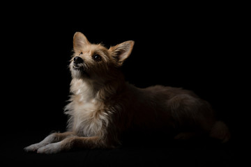 Obraz premium hund schwarzer hintergrund