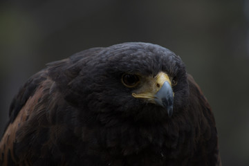 Eagle perched on an outdoor tree in the middle of the field