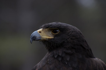 Eagle perched on an outdoor tree in the middle of the field