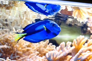 Fototapeta na wymiar blue acanthur tropical fish in aquarium sea ocean coral reflection