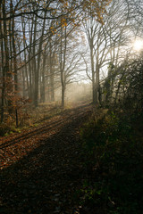 Fototapeta na wymiar Waldweg mit Sonnenstrahlen