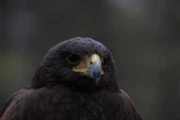 Eagle perched on an outdoor tree in the middle of the field