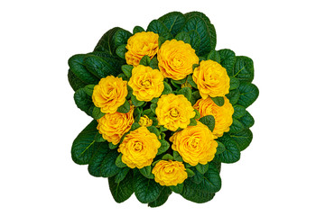 Primula Belarina flower, close up, top view. Double Primrose yellow bloom var. Spring Flirt, isolated on white