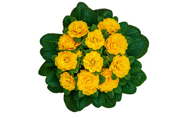 Primula Belarina flower, close up, top view. Double Primrose yellow bloom var. Spring Flirt, isolated on white