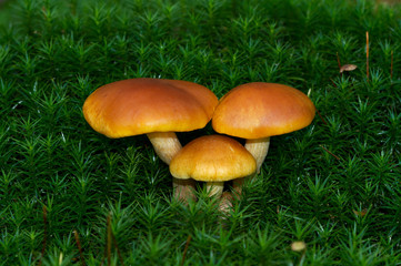 Group of three Scaly Rustgill mushrooms growing in moss