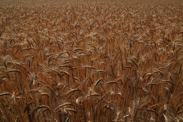 Golden ears of wheat under a July sun (Aveyron - France)