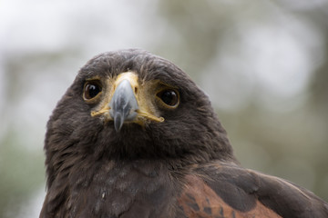 Eagle perched on an outdoor tree in the middle of the field