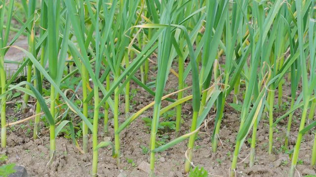 Farming and agriculture, young garlic grow in the garden. Green sprouts of young garlic sprout	
