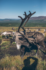 Naklejka premium The cairngorm reindeer in autumn Scotland, beautiful colorful landscape