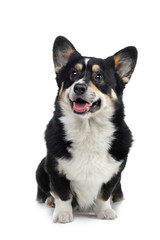 Portrait of a dog on a white background. Smiling welsh corgi pembroke . Pet in the studio.
