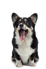 Portrait of a dog on a white background. Smiling Corgi. Pet in the studio. For design