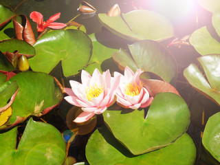 beautiful pink lilies on the green leaves in water in the summer sun