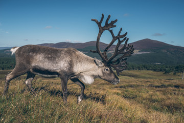 The cairngorm reindeer in autumn Scotland, beautiful colorful landscape