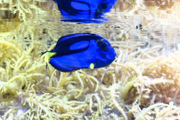 blue acanthur tropical fish in red sea coral aquarium, reflection of the fish