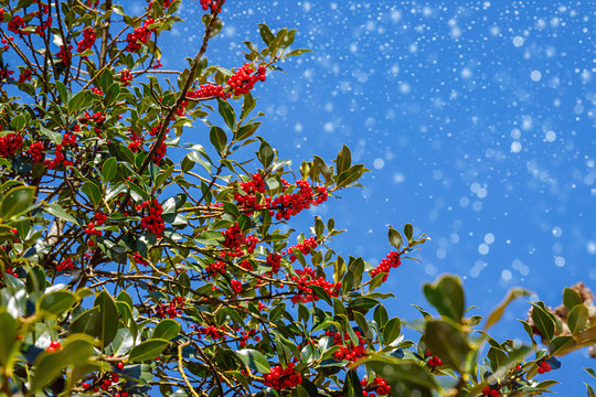 Green leaves and red berry Christmas holly on blue sky and snow fall background. Christmas Holly red berries, Ilex aquifolium plant.  Merry Christmas or Ney Year Xmas card, copy space, text place