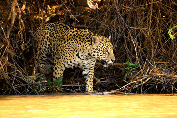 Jaguar female on Rio Cuiaba riverbank, Porto Jofre, Brazil.