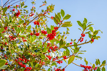 Green leaves and red berry Christmas holly on blue sky and snow fall background. Christmas Holly...