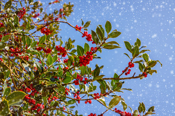 Green leaves and red berry Christmas holly on blue sky and snow fall background. Christmas Holly...