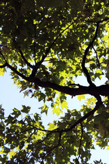maple tree