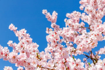 Pink blossoming almond trees on blue sky background. Pink flowers for spring background