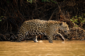Jaguar female on Rio Cuiaba riverbank, Porto Jofre, Brazil. © silentstock639