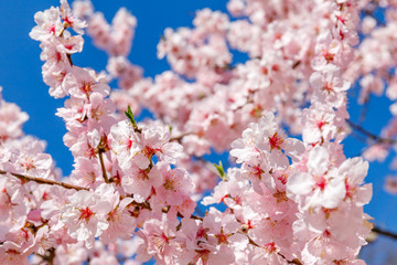 Pink blossoming almond trees on blue sky background. Pink flowers for spring background