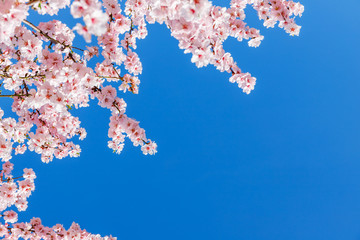Pink blossoming almond trees on blue sky background. Pink flowers for spring background