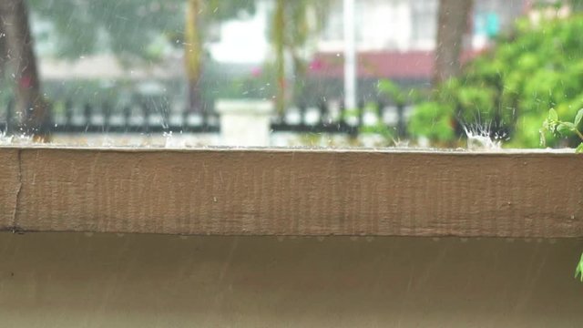 footage of Tropical rain drops falling.