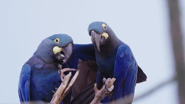 Lear's Macaw (Anodorhynchus lear) is standing on the branch.