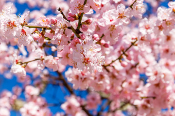 Fototapeta premium Pink blossoming almond trees on blue sky background. Pink flowers for spring background