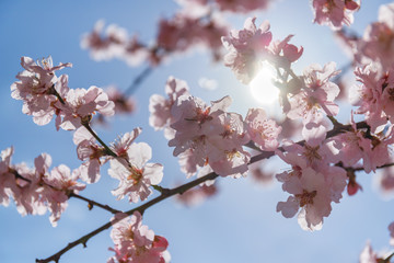 Pink blossoming almond trees on blue sky background. Pink flowers for spring background
