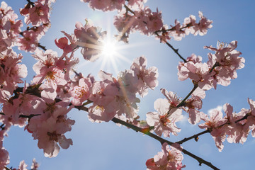 Pink blossoming almond trees on blue sky background. Pink flowers for spring background