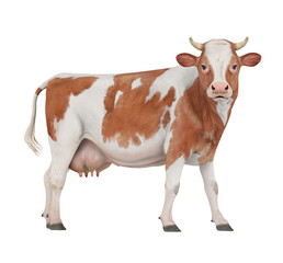 Cow Isolated
