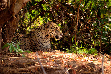 Jaguar female on Rio Cuiaba riverbank, Porto Jofre, Brazil.