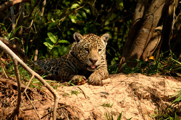 Jaguar female on Rio Cuiaba riverbank, Porto Jofre, Brazil.