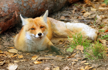 Naklejka na ściany i meble red fox in forest