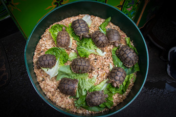 Venta de tortugas de tierra