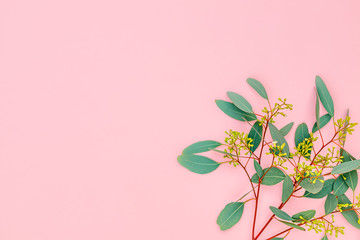 Eucalyptus twig with flowers, berry fruit, leaves on pastel pink background, closeup, copy space. Eucalypt floral composition with green leaves and berries, text place