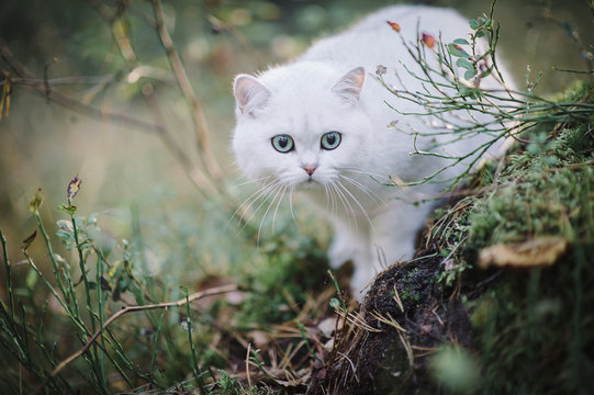 beautiful white, silver shaded british short hair cat with green eyes in the autumn forest. autumn colours. cat smelling and tasting autumn grass, mushrooms. Curious white cat, british shorthair breed