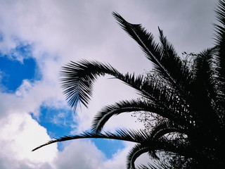 Palm leaves in silhouette.