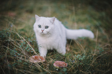beautiful white, silver shaded british short hair cat with green eyes in the autumn forest. autumn colours. cat smelling and tasting autumn grass, mushrooms. Curious white cat, british shorthair breed
