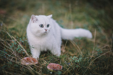 Naklejka na ściany i meble beautiful white, silver shaded british short hair cat with green eyes in the autumn forest. autumn colours. cat smelling and tasting autumn grass, mushrooms. Curious white cat, british shorthair breed
