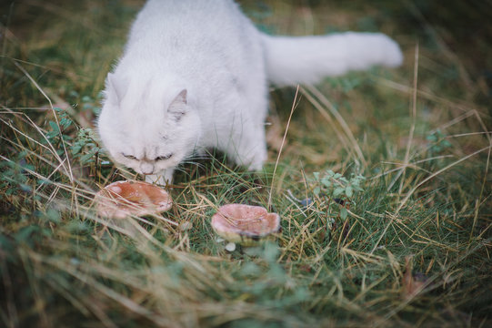beautiful white, silver shaded british short hair cat with green eyes in the autumn forest. autumn colours. cat smelling and tasting autumn grass, mushrooms. Curious white cat, british shorthair breed