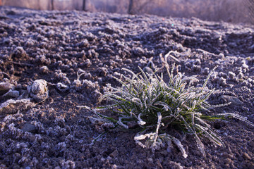 The plant is covered with frost at dawn. Green frozen grass grows from frozen ground. Morning frosts covered the vegetation with patterned snow.