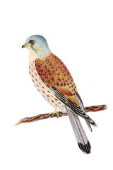 Hawk bird illustration