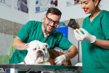 Veterinarian and assistant in vet clinic at work. - obrazy, fototapety, plakaty