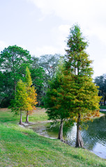 Beautiful fall tree and leaf 