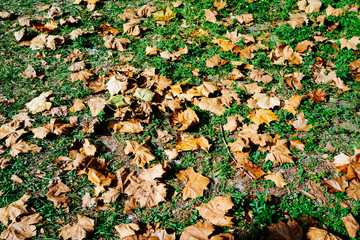 Yellow maple leaf on grass close-up view 