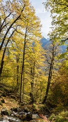 Path in beautiful autumn forest. Krasnaya Polyana, Sochi, Russia.