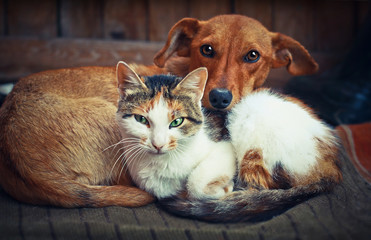 Cute dog with cat. Love - obrazy, fototapety, plakaty